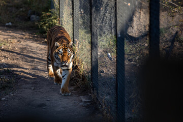 The tiger (Panthera tigris).
Image of a tiger.