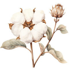 watercolor cotton flowers, cotton flower clipart for graphic resources