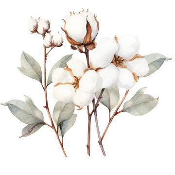 watercolor bouquet of cotton flowers, cotton flower clipart for graphic resources