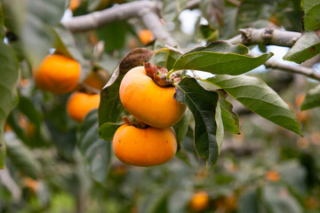 Japanese persimmon treen and fruit in the fall month at harvest time on Sado Island, Niigata prefecture.