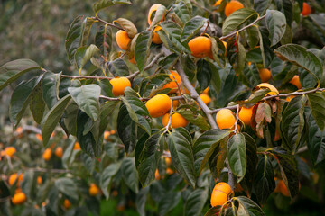 Japanese persimmon treen and fruit in the fall month at harvest time on Sado Island, Niigata...