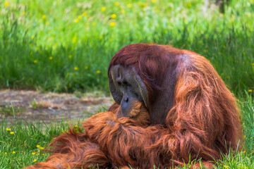A male orangutan sitting in the grass