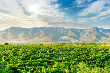 Fototapeta na wymiar green rows of wineyard with grape on a winery during sunset with amazing mountains and clouds on background