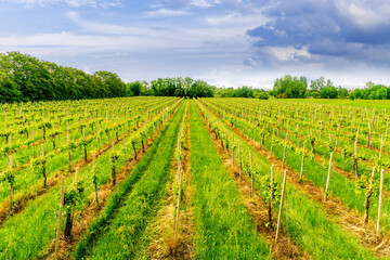 Fototapeta na wymiar beautiful green vineyard in Veneto, Italy with rows of young vines on vinery farm and scenic cloudy sku on background. Rural green agriculture landscape