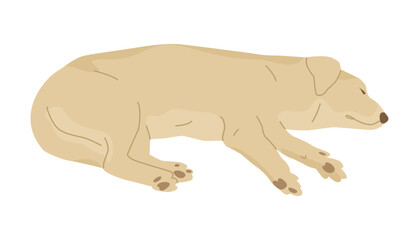 Labrador lies on its side. Sleeping dog. Friend of human. Vector illustration for veterinary clinics and pet stores.