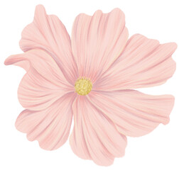Cosmos flower clipart color pencil style