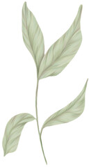 Greenery Leaves clipart color pencil style