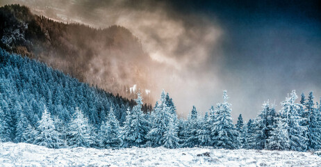 snow covered pine trees amazing winter background