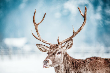 noble deer male in winter snow