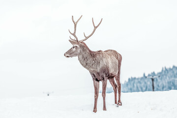 Naklejka na ściany i meble noble deer male in winter snow