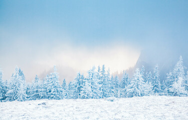 winter landscape with snowy fir trees in the mountains