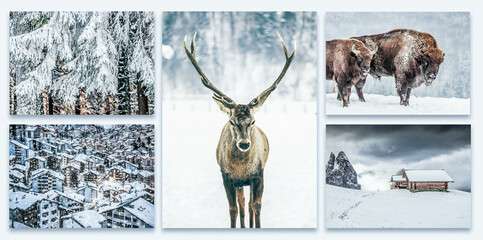 collection of magical winter scenes, mountain chalets, noble deer, snowy firs - original images to...