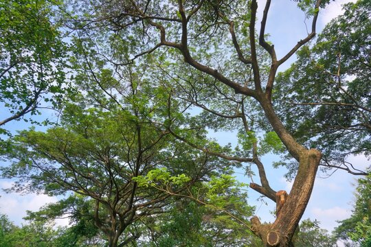 Wild trees with shady green leaves grow naturally in city parks.