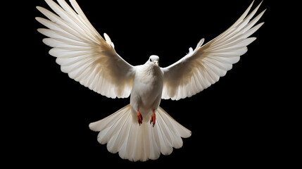 White dove swooping down photo realistic black background
