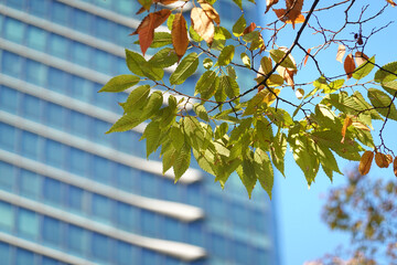 紅葉を始めた木の葉と高層ビル