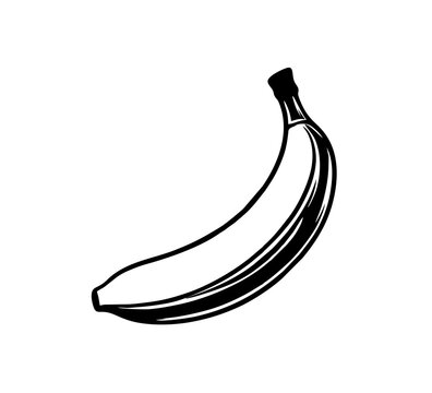 banana vector hand drawn black and white