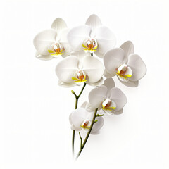 White orchids flower isolated on white background