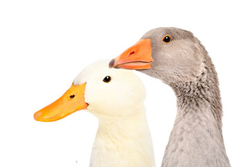 Portrait of a goose and duck, closeup, side view, isolated on white background