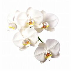 White orchids flower isolated on white background