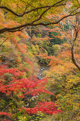 カラフルな紅葉・金蔵落としの渓流