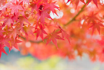 真っ赤な紅葉・イロハモミジ