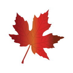 autumn maple leaf
