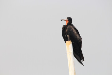 The critically endangered male Christmas Island Frigatebird perch on a branch