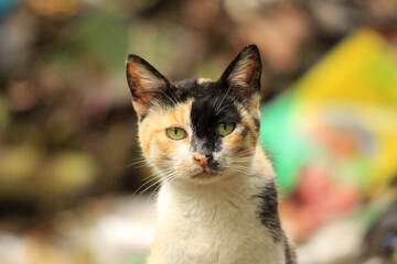 portrait of a looking face cat