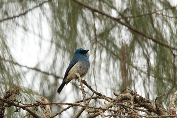 Indigo Flycatcher on a tree branch