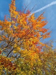 autumn trees against sky