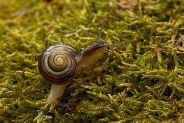 Closeup of a creeper snail crawling over moss in forest.