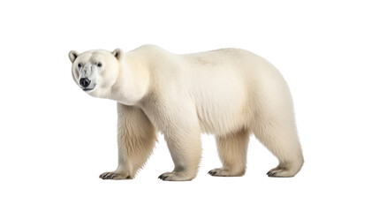 Polar bear on the transparent background