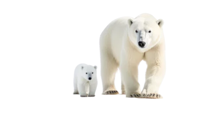 Foto op Canvas polar bear and baby on the transparent background © EmmaStock