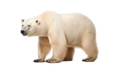 Polar bear on the transparent background