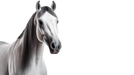 Arabian horse on the transparent background