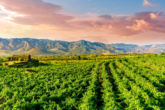 green rows of wineyard with grape on a winery during sunset with amazing mountains and clouds on background