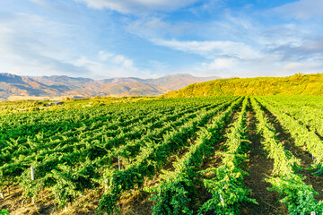 Fototapeta na wymiar green rows of wineyard with grape on a winery during sunset with amazing mountains and clouds on background