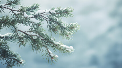 Fresh Evergreen Branches on a Frosty Background. Copy Space