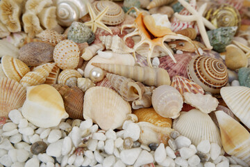 Seashells, starfishes and corals with pearls as background.
