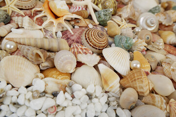 Top view of many seashells, starfishes and corals with pearls
