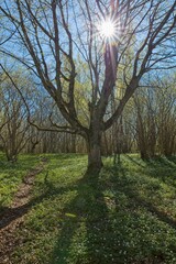 Obraz premium Spring forest with tree and leafless branches with sun rays.