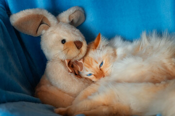 Sleepy cat snuggling up to a bunny toy