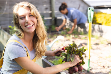 Happy blonde caucasian woman plucking beetroot and smiling in sunny greenhouse