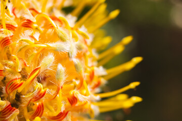 Close up of long yellow stamens of beautiful flower in sunny garden