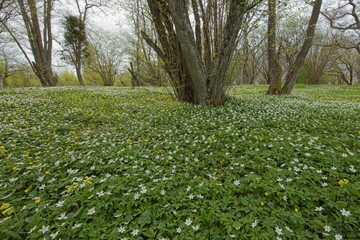 Blooming field of yellow wood anemone (Anemone nemorosa) in spring, Ramsholmen Nature Reserve, Ahvenanmaa, Finland.