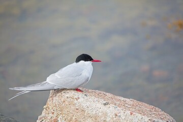 Common tern (Sterna hirundo) sitting on a rock with sea in the background.