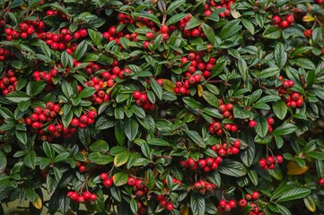 Red berries on a background of green Cotoneaster leaves
