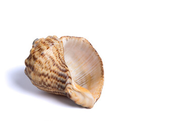 Sea shell isolated on white background. Single Dried brown snail seashell. Copy space