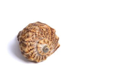 Sea shell isolated on white background. Single Dried brown snail seashell. Copy space