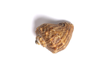 Sea shell isolated on white background. Single Dried brown snail seashell. Top view